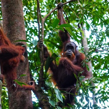 Sumatra Orangutan Discovery Villa Букіт-Лаванґ Екстер'єр фото