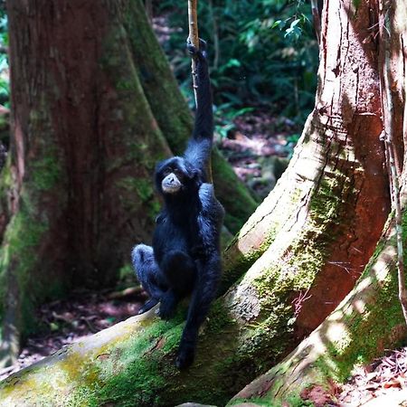 Sumatra Orangutan Discovery Villa Букіт-Лаванґ Екстер'єр фото