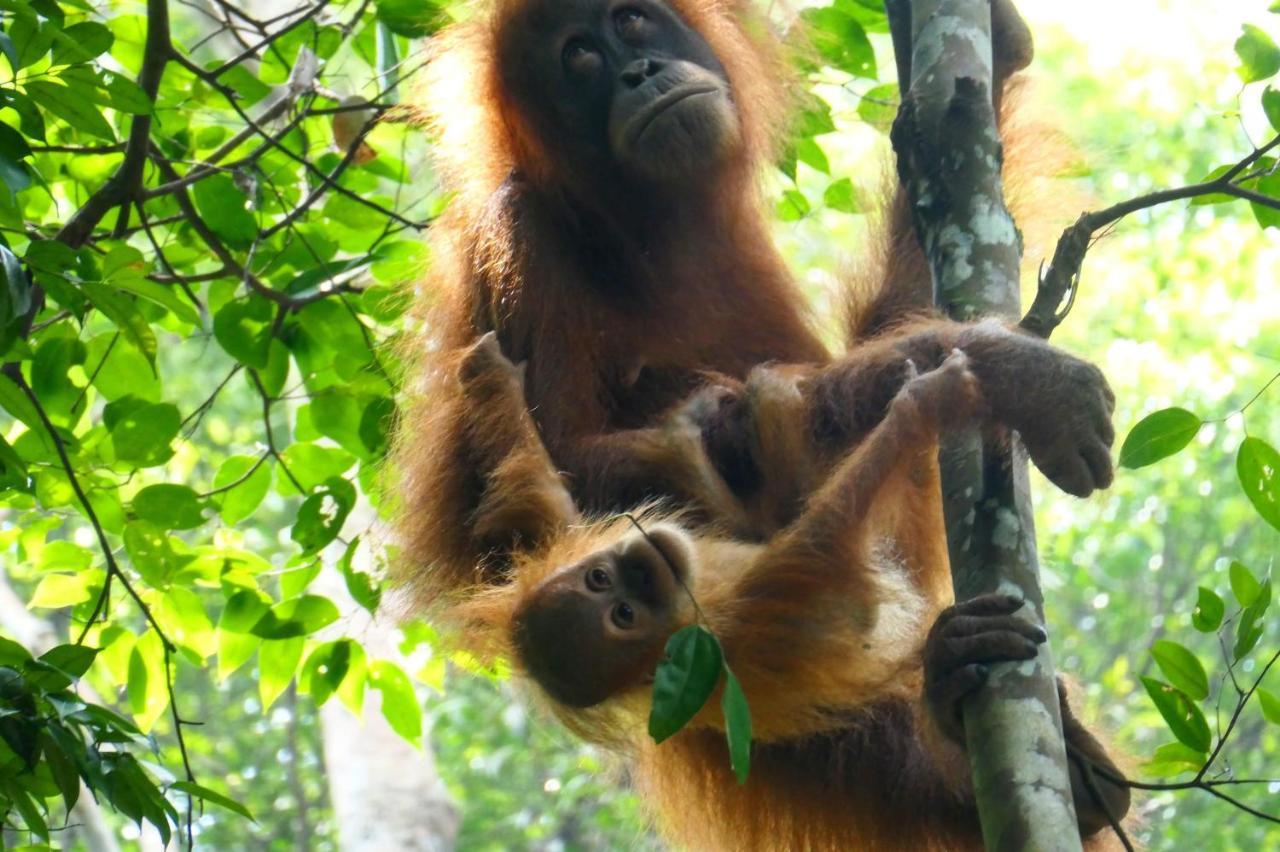 Sumatra Orangutan Discovery Villa Букіт-Лаванґ Екстер'єр фото