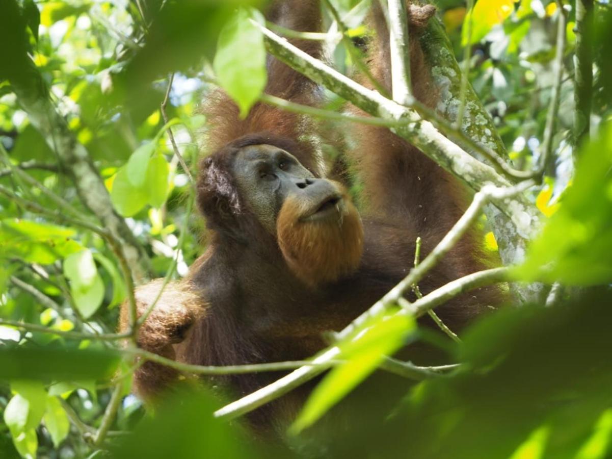 Sumatra Orangutan Discovery Villa Букіт-Лаванґ Екстер'єр фото