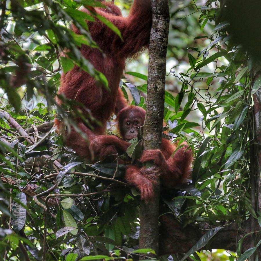 Sumatra Orangutan Discovery Villa Букіт-Лаванґ Екстер'єр фото