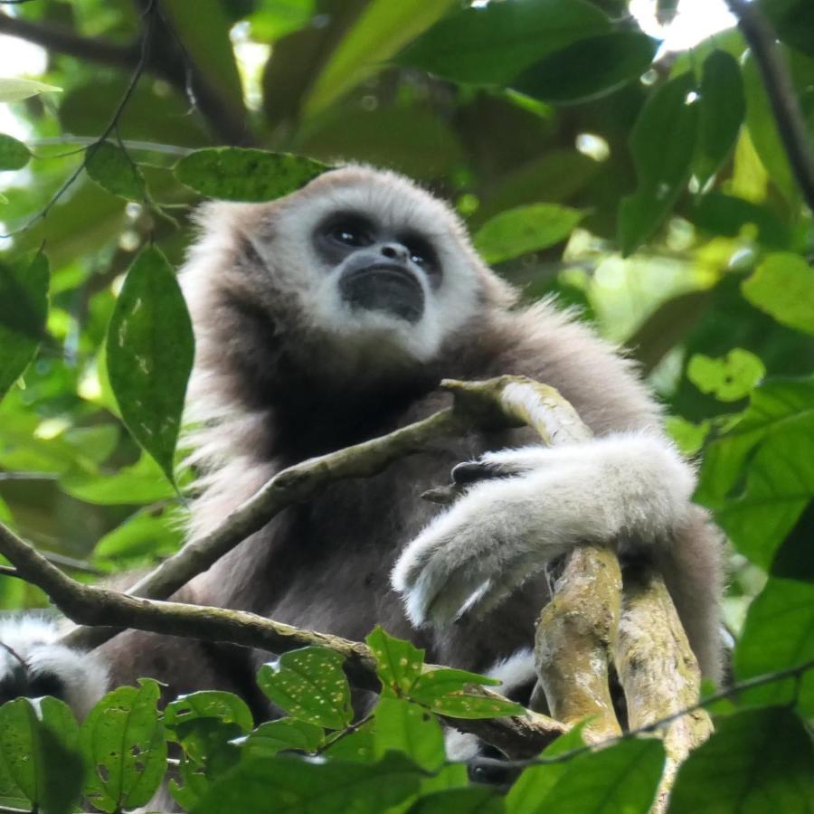 Sumatra Orangutan Discovery Villa Букіт-Лаванґ Екстер'єр фото