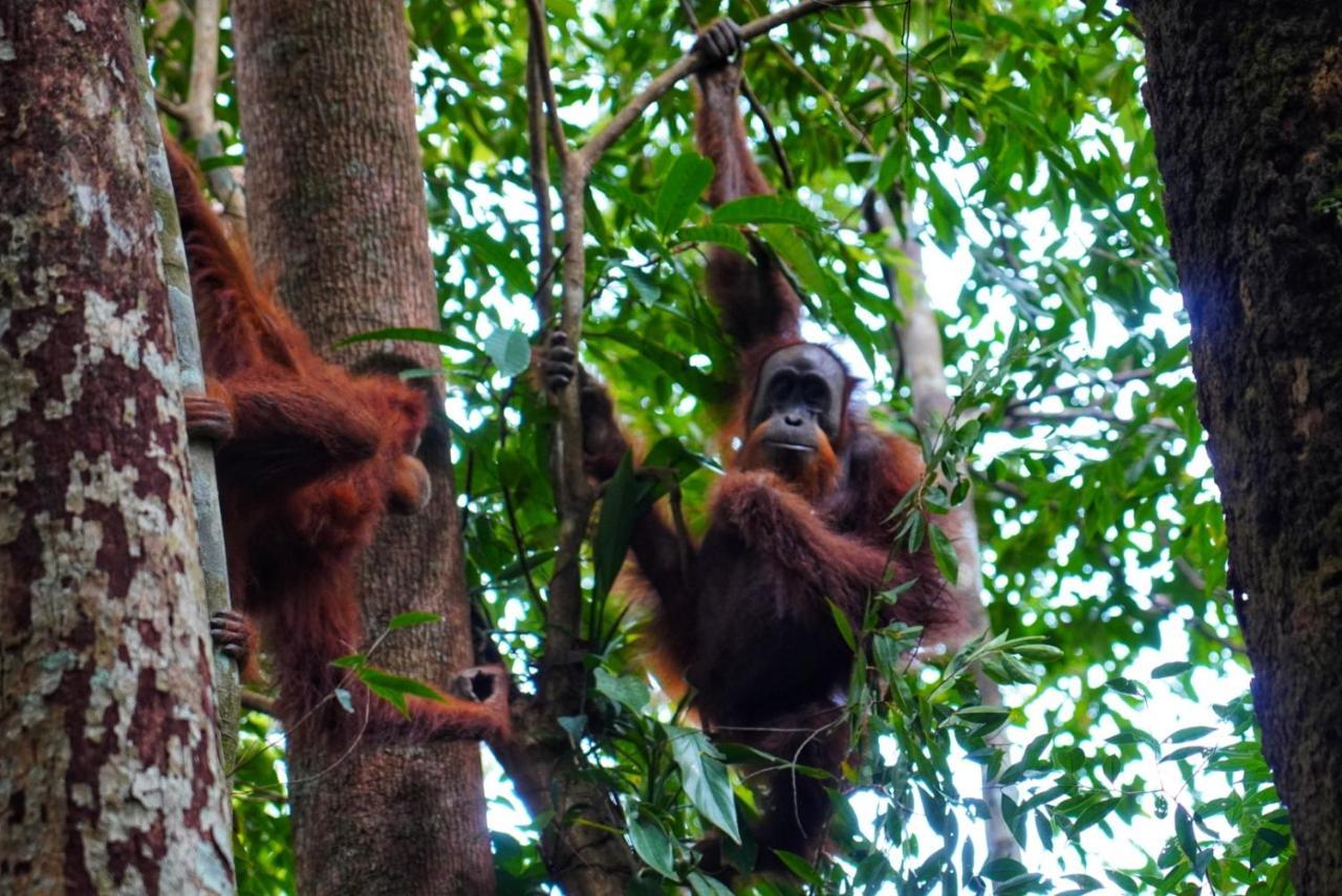 Sumatra Orangutan Discovery Villa Букіт-Лаванґ Екстер'єр фото